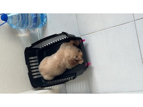 2 aylık baby face safkan golden retriever
