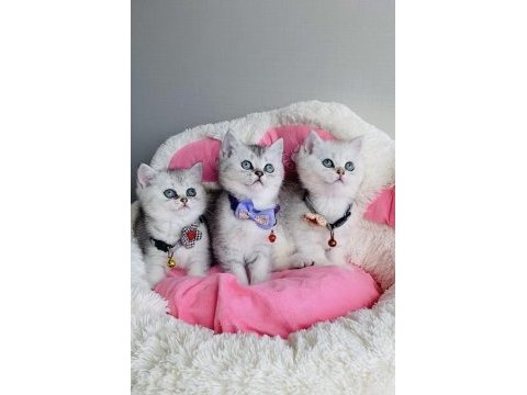 Show kalite silver british shorthair bebekleirm 