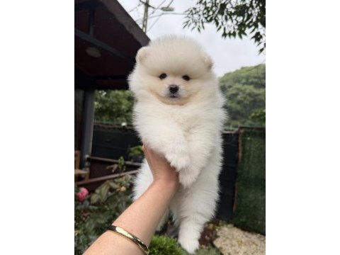 Ayı surat pomeranian boo