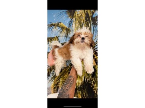 Shih-tzu (şitsu) çocuklarım