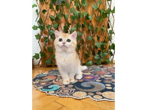 British shorthair golden ny12 dişi
