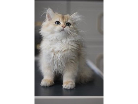 British longhair bebeğim yeni yuvasını bekliyor