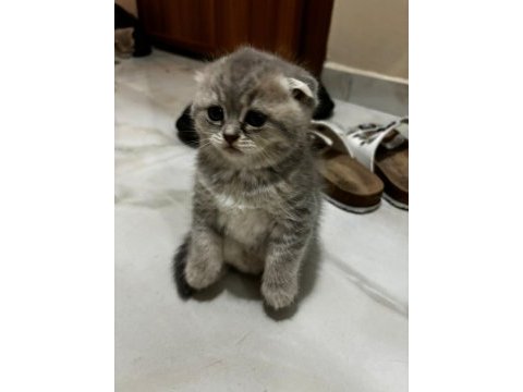 Scottish fold yavrularımıza yuva arıyoruz