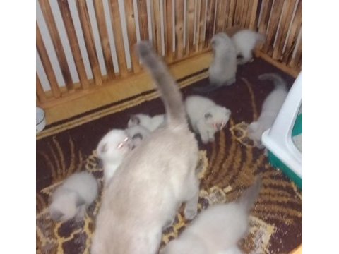 Minik kediler kuzucuklarım