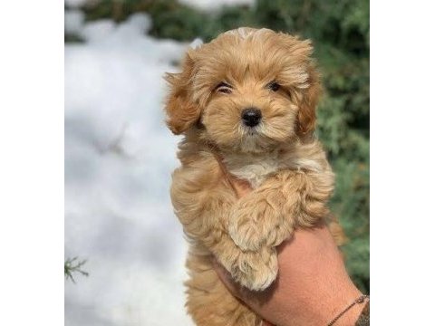 Sizin zamanınızı sahiplenecek maltipoo yavruları