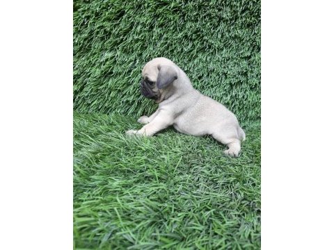 Pug mops crem ve siyah
