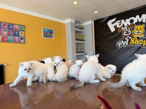 10 yeni brıtısh shorthair yavrular ankara mağazamzda görn