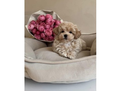 Pofuduk maltipoo bebeğimiz