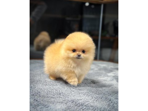 Aa kalite safkan garantili pomeranian yavrular