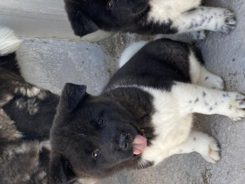 Orjinal ayı kafa şecereli amerikan akita yavrular