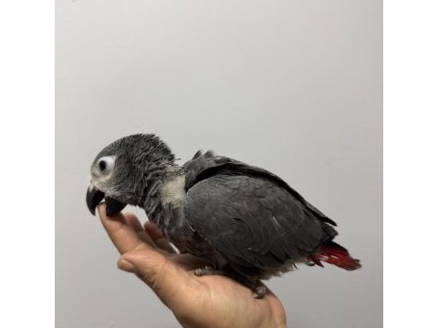 Bebek jako bilezikli belgeli