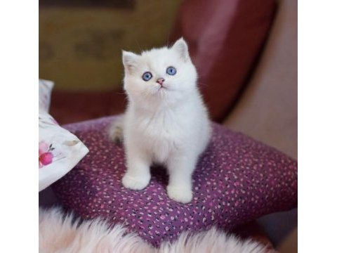 Kar topu mavi gözlü ns1133 british shorthair