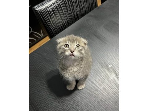50 günlük gri scottish fold bebek