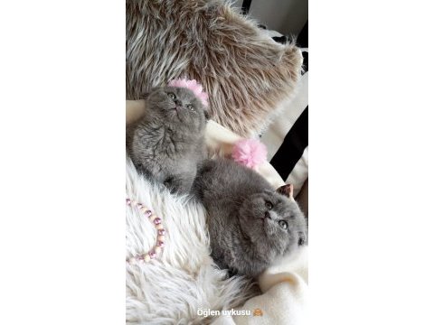 British shorthair yuvasını arıyor ücretlidir
