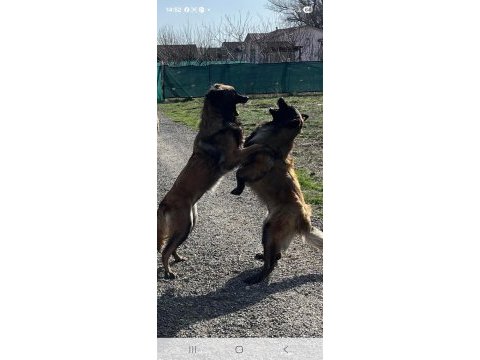 Sevgine zamanına emeğine değecek köpek arayanlara
