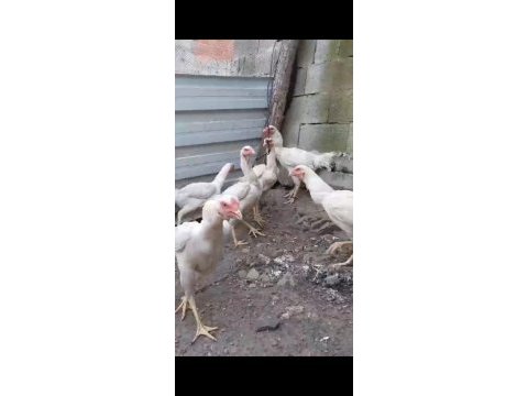 Titrek o shomo horoz kalite isteyene