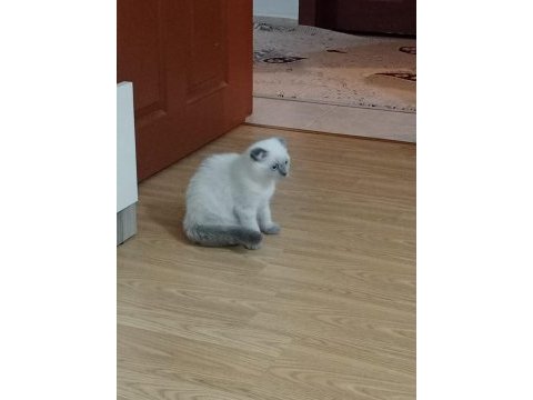 Scottish fold