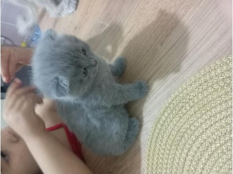 45 günlük scottish fold bebeklerim sahiplendirmeye hazır