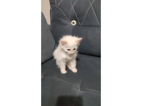 Beyaz cins british longhair kedimiz