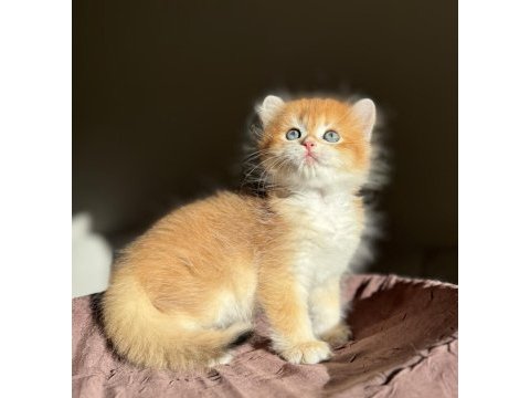 Mükemmel kalite golden ny12 british longhair