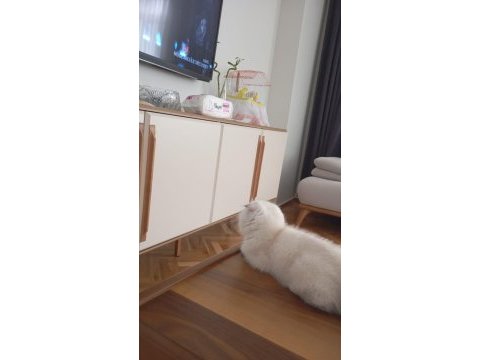 Scottish fold silver point