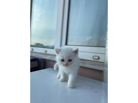 Acil british longhair erkek 12 nisan doğumlu