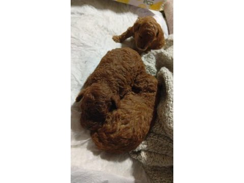 Kore toy poodle erkek yer izmir buca