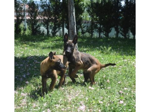 Dişi malinois yavrular