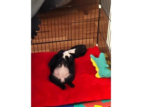 2,5 aylık dişi french bulldog