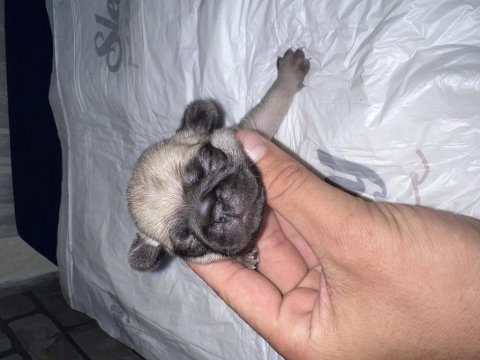 45 günlük pug yavruları 3 dişi
