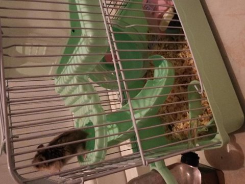 Hızlı gonzales hamster