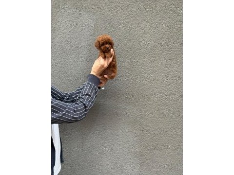 Teacup kore kg garantili poodle