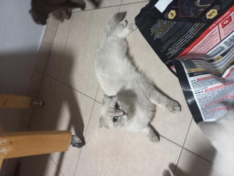 Özel bir scottish fold