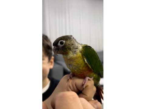 El besleme konur papağanları