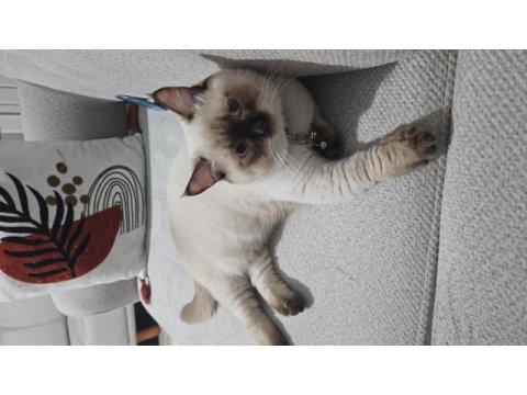 British shorthair