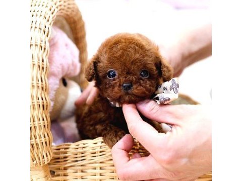 Maltipoo kore bebişler