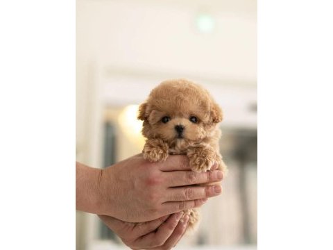 Maya kızımızın mükemmel yavrusu toy poodle
