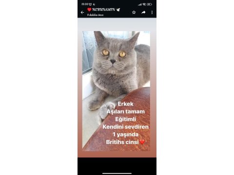 Tatlı british shorthair kedimiz yeni sahibini bekliyor