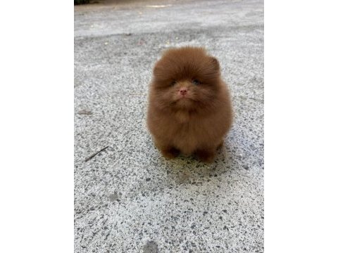 Çikolata erkek teddy bear garantili pomeranian