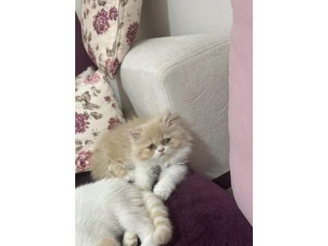 Chinchilla 2 aylık güzel yavrumuz