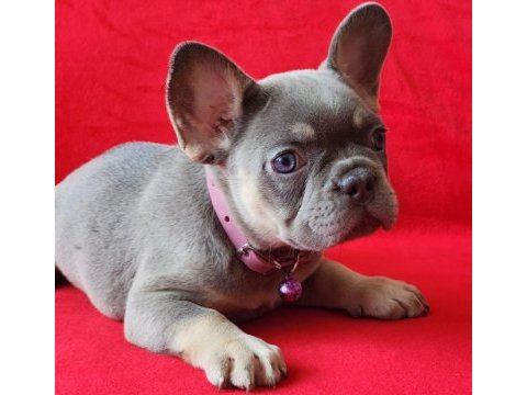 French bulldog yavrularımız