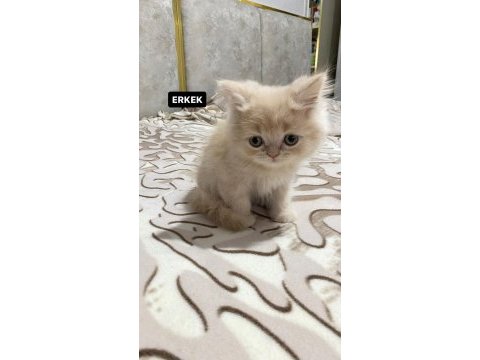 İran kedisi dişi ve erkek yavrular