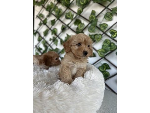 Maltipoo yavrusu köpeklerimiz