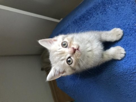 Scottish fold british shorthair yavrular