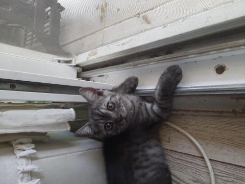 British shorthair yavru