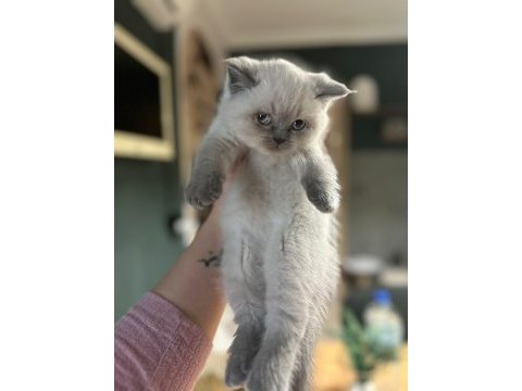 2 aylık british shorthair erkek