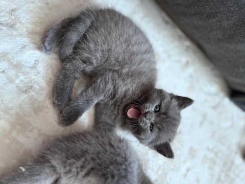 6 mart doğumlu british shorthair yavrular 2 adet