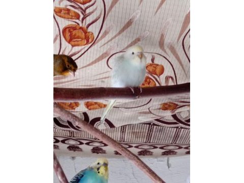Hobi olarak beslediğim kuşların yavruları