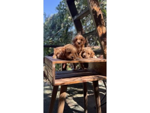 Maltipoo yavrularımız yeni yuvasını arıyor