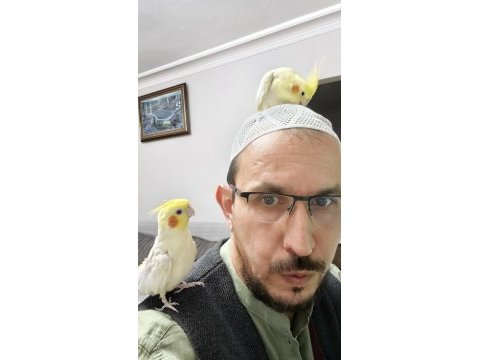 1 dişi ve 1 erkek ele omuza alışık sultan papağanlar